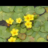 Faux nenuphar, Nymphoides peltata (fam Menyanthacees) (Europe ouest, Asie a Chine, Japon) (2)